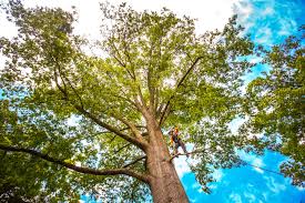 Best Tree Health Inspection  in Montpelier, OH