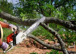 Best Hazardous Tree Removal  in Montpelier, OH