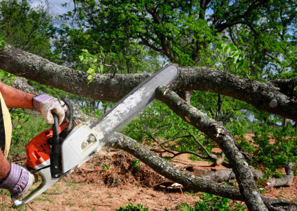 Best Tree Cabling and Bracing  in Montpelier, OH